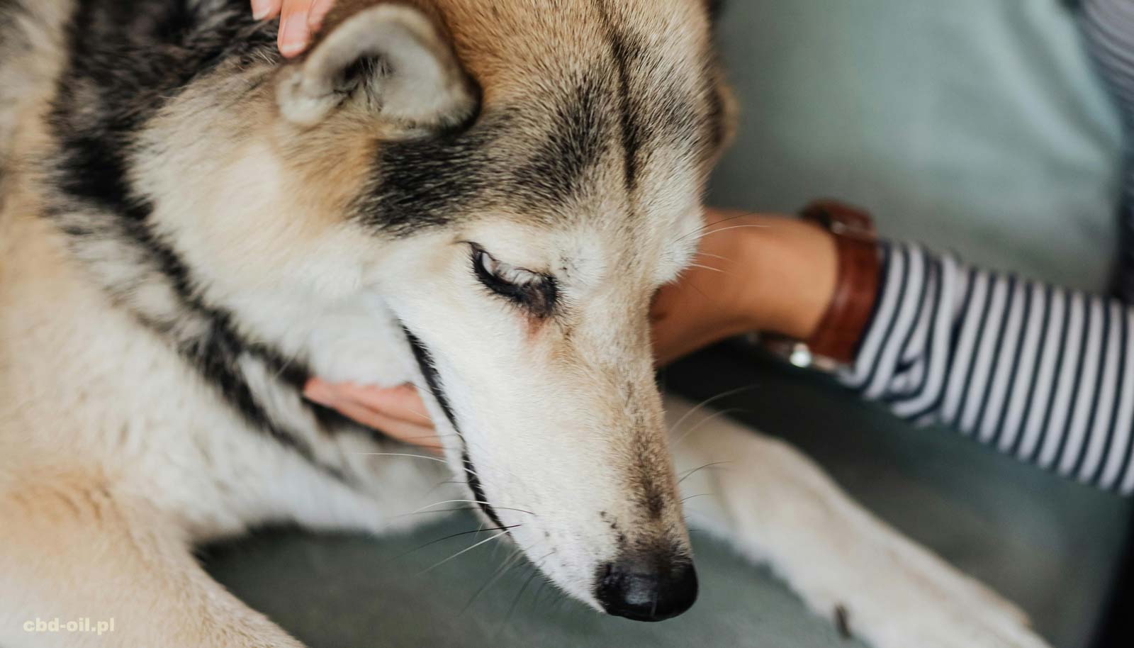 CBD dla zwierząt