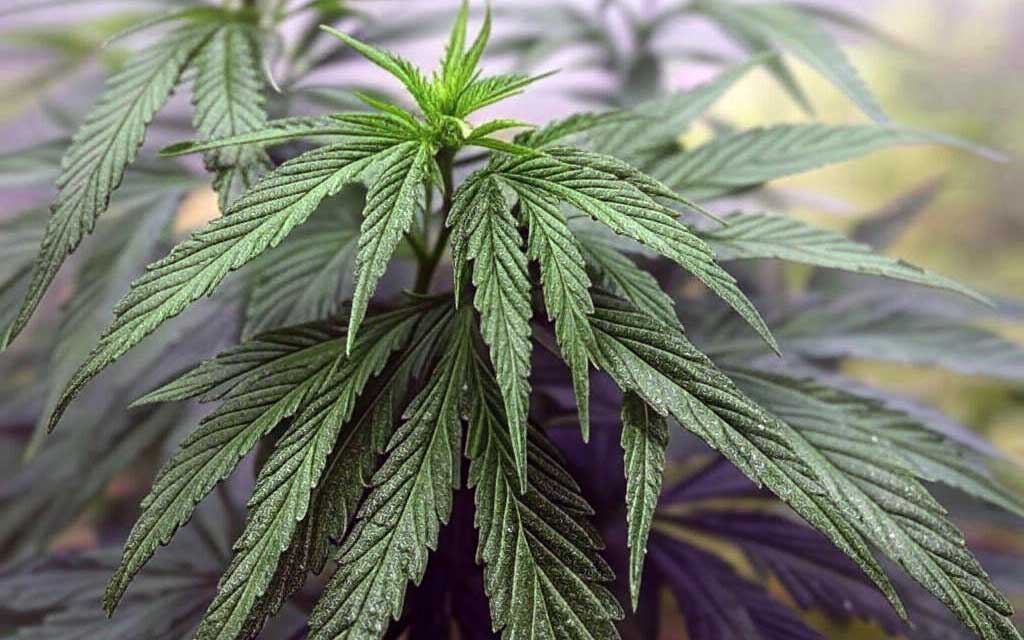 Jak działa olejek CBD